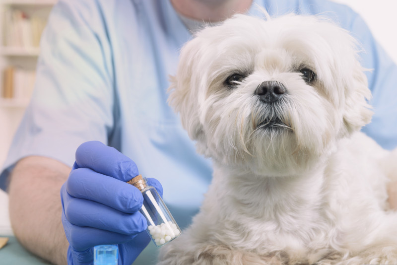 Un perro recibe medicamentos homeopáticos.